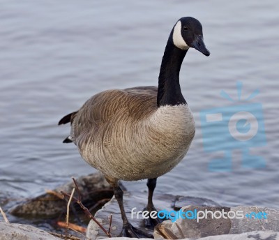 Beautiful Isolated Picture With A Cute Canada Goose On The Shore… Stock Photo