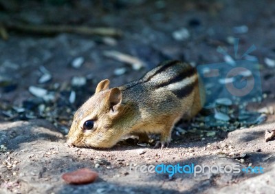 Beautiful Isolated Picture With A Cute Chipmunk On The Road Stock Photo