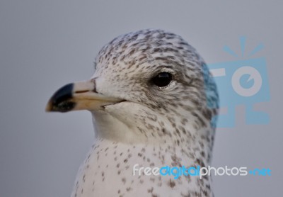 Beautiful Isolated Picture With A Cute Funny Gull Stock Photo