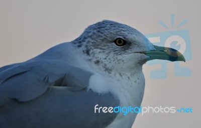 Beautiful Isolated Picture With A Cute Gull Stock Photo