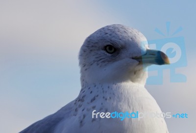 Beautiful Isolated Picture With A Cute Gull Stock Photo