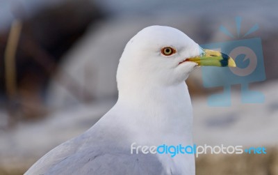 Beautiful Isolated Picture With A Cute Gull Stock Photo