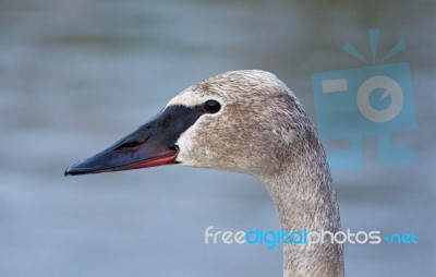 Beautiful Isolated Picture With A Cute Trumpeter Swan Stock Photo