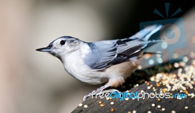 Beautiful Isolated Picture With A Cute White-breasted Nuthatch Bird Stock Photo