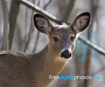 Beautiful Isolated Picture With A Cute Wild Deer In The Forest Stock Photo