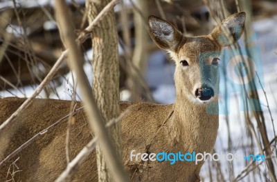 Beautiful Isolated Picture With A Cute Wild Deer In The Snowy Forest Stock Photo