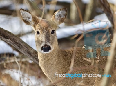 Beautiful Isolated Picture With A Cute Wild Deer In The Snowy Forest Stock Photo