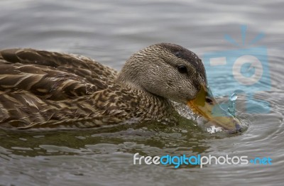 Beautiful Isolated Picture With A Duck Drinking Water Stock Photo