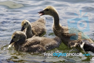 Beautiful Isolated Picture With A Family Of The Canada Geese Stock Photo