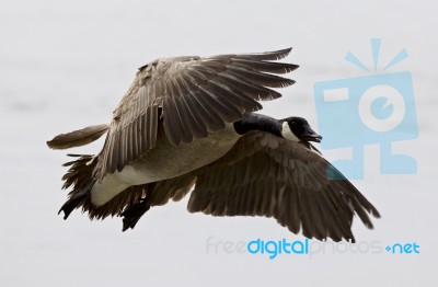 Beautiful Isolated Picture With A Flying Canada Goose Stock Photo