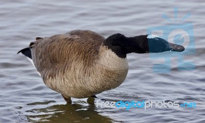 Beautiful Isolated Picture With A Funny Canada Goose In The Lake… Stock Photo