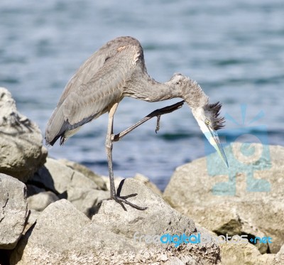 Beautiful Isolated Picture With A Funny Great Heron Cleaning His Feathers On A Rock Shore Stock Photo