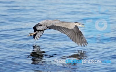 Beautiful Isolated Picture With A Funny Great Heron Flying Near The Water Stock Photo