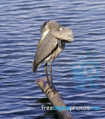 Beautiful Isolated Picture With A Great Blue Heron Stock Photo