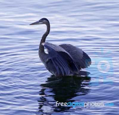 Beautiful Isolated Picture With A Great Blue Heron Standing In The Water Stock Photo