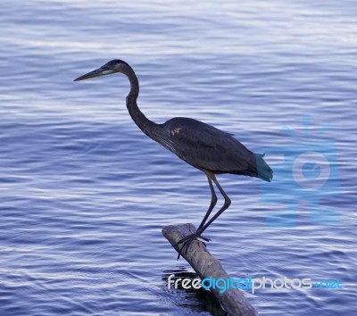 Beautiful Isolated Picture With A Great Blue Heron Standing On A Log Stock Photo