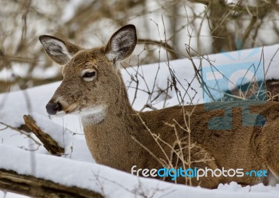 Beautiful Isolated Picture With A Sleepy Wild Deer In The Snowy Forest Stock Photo