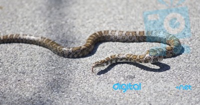 Beautiful Isolated Picture With A Snake On A Road Stock Photo