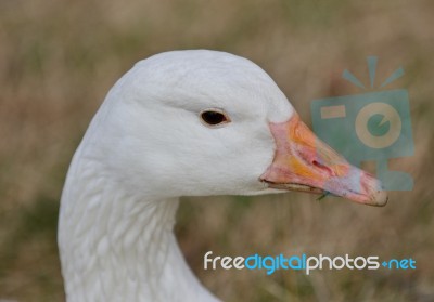 Beautiful Isolated Picture With A Strong Snow Goose On The Grass Field Stock Photo