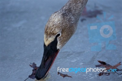 Beautiful Isolated Picture With A Swan Eating Something From The Ice Stock Photo