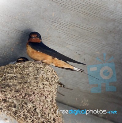 Beautiful Isolated Picture With A Swift In A Nest Stock Photo