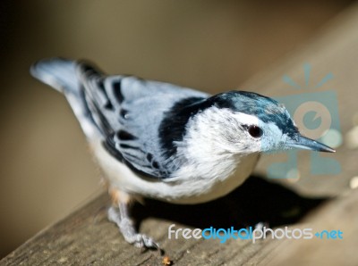 Beautiful Isolated Picture With A White-breasted Nuthatch Bird Stock Photo