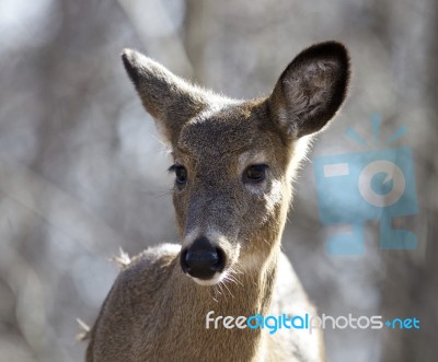 Beautiful Isolated Picture With A Wild Deer In The Forest Stock Photo