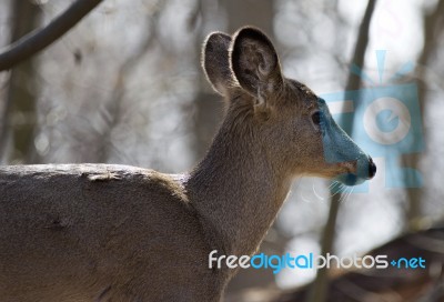 Beautiful Isolated Picture With A Wild Deer In The Forest Stock Photo