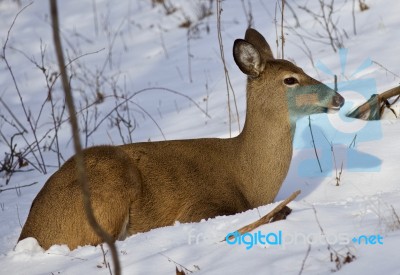 Beautiful Isolated Picture With A Wild Deer In The Forest On The Snow Stock Photo