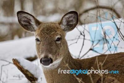 Beautiful Isolated Picture With A Wild Deer In The Snowy Forest Stock Photo