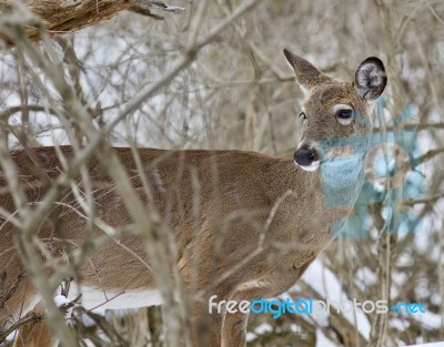 Beautiful Isolated Picture With A Wild Deer In The Snowy Forest Stock Photo