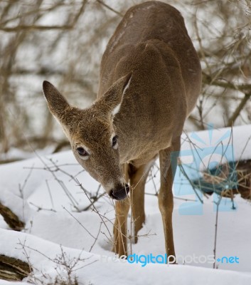 Beautiful Isolated Picture With A Wild Deer In The Snowy Forest Stock Photo