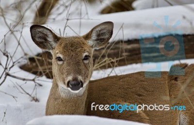 Beautiful Isolated Picture With A Wild Deer In The Snowy Forest Stock Photo