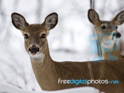 Beautiful Isolated Picture With A Wild Deer In The Snowy Forest Stock Photo