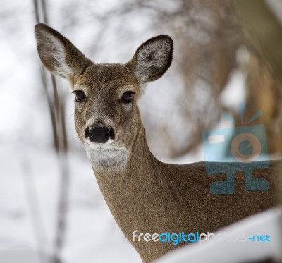 Beautiful Isolated Picture With A Wild Deer In The Snowy Forest Stock Photo