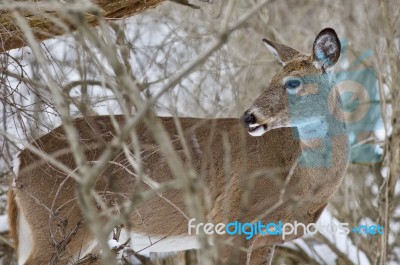 Beautiful Isolated Picture With A Wild Deer In The Snowy Forest Stock Photo