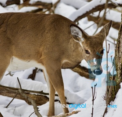 Beautiful Isolated Picture With A Wild Deer In The Snowy Forest Stock Photo