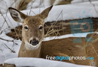 Beautiful Isolated Picture With A Wild Deer In The Snowy Forest Stock Photo