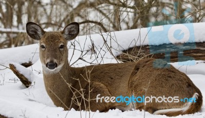 Beautiful Isolated Picture With A Wild Deer In The Snowy Forest Stock Photo