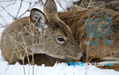 Beautiful Isolated Picture With A Wild Deer In The Snowy Forest Stock Photo