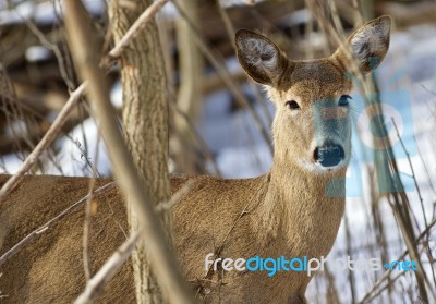 Beautiful Isolated Picture With A Wild Deer In The Snowy Forest Stock Photo