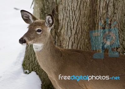 Beautiful Isolated Picture With A Wild Deer In The Snowy Forest Stock Photo