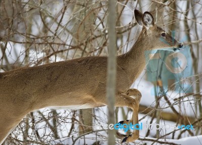 Beautiful Isolated Picture With A Wild Deer Jumping In The Snowy Forest Stock Photo