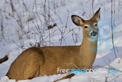 Beautiful Isolated Picture With A Wild Deer Laying On The Snow In The Forest Stock Photo