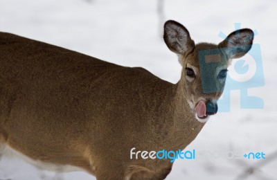 Beautiful Isolated Picture With A Wild Deer With A Tongue Stock Photo