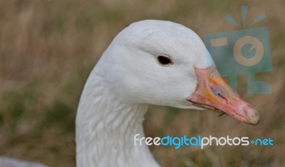 Beautiful Isolated Picture With A Wild Snow Goose On The Grass Field Stock Photo