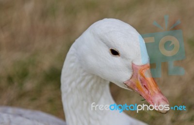 Beautiful Isolated Picture With A Wild Snow Goose On The Grass Field Stock Photo