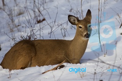 Beautiful Isolated Picture With The Cute Wild Deer Laying On The Snow Stock Photo