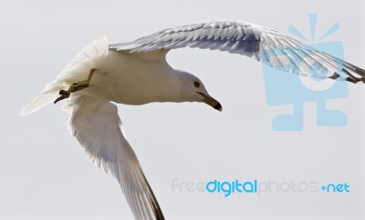 Beautiful Isolated Picture With The Flying Gull Stock Photo