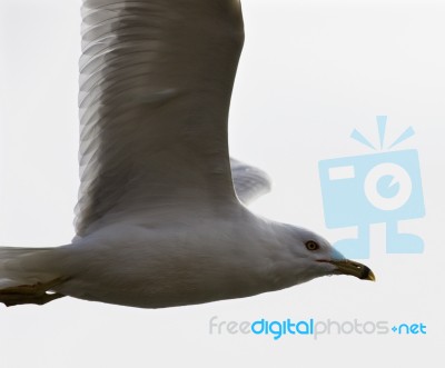 Beautiful Isolated Picture With The Flying Gull Stock Photo